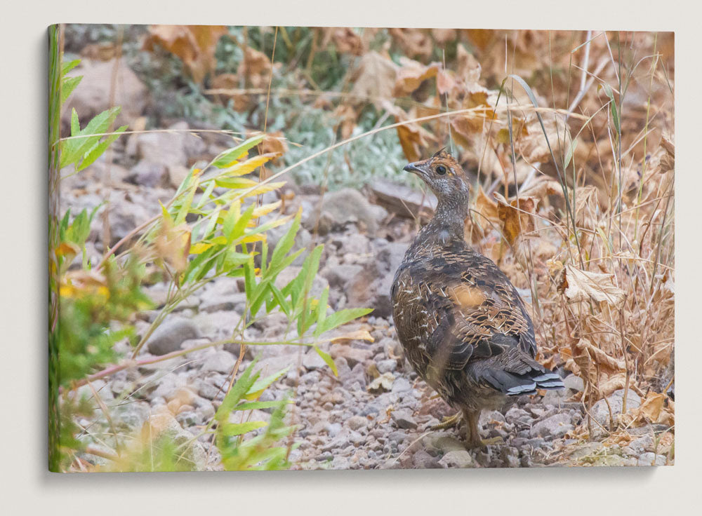 Sooty Grouse, Carpenter Mountain Meadow, HJ Andrews Forest, Oregon, USA