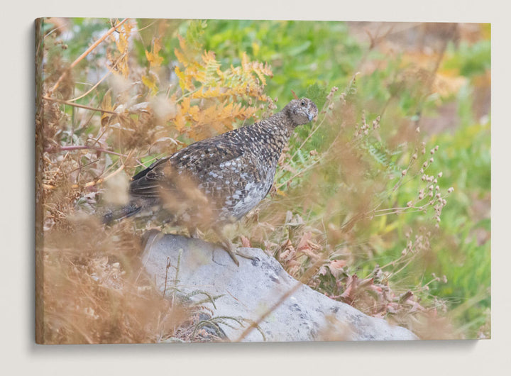 Sooty Grouse, Carpenter Mountain Meadow, HJ Andrews Forest, Oregon, USA