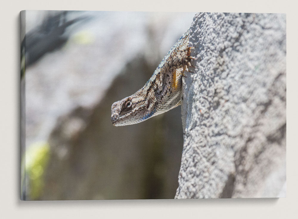 Northwestern Fence Lizard, Carpenter Mountain Fire Lookout, HJ Andrews Forest, Oregon