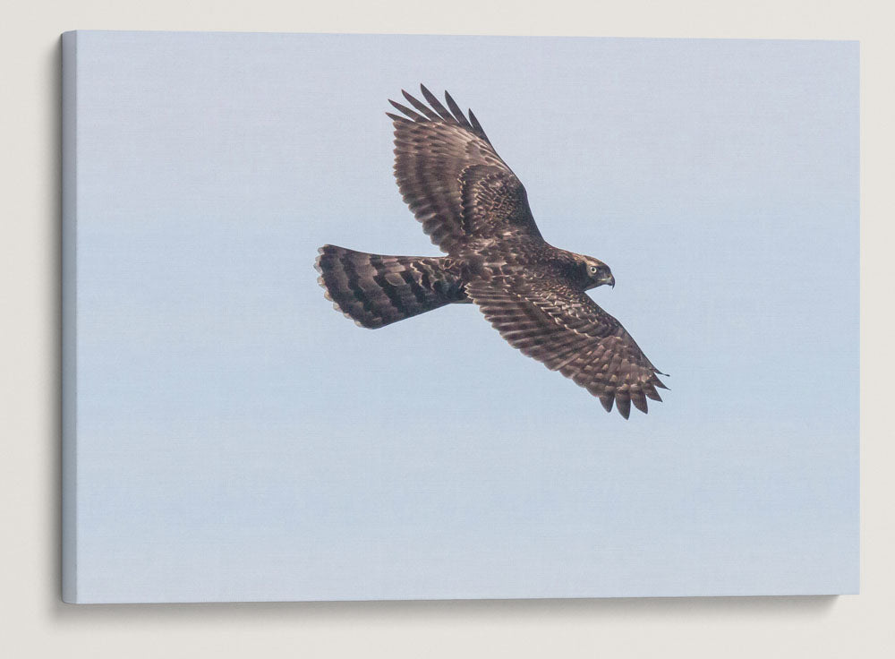 Raptor in Flight, Carpenter Mountain Fire Lookout, HJ Andrews Forest, Oregon, USA