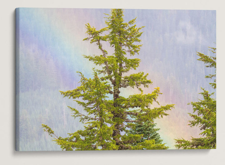 Rainbow and Mountain Hemlocks From Carpenter Mountain Fire Lookout, Willamette National Forest, Oregon, USA