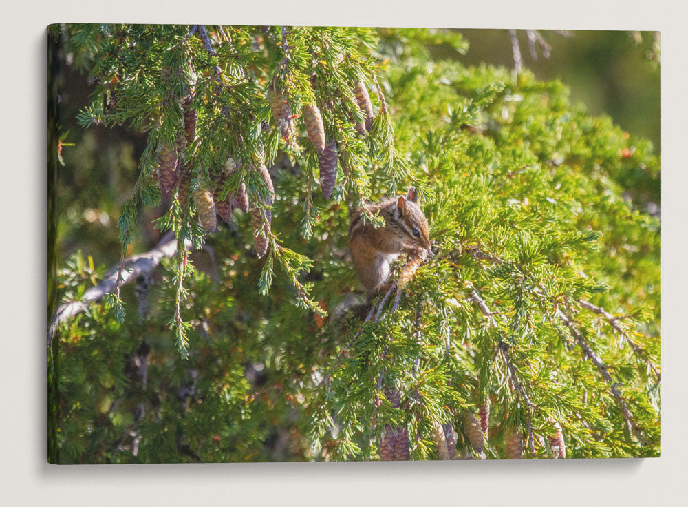 Townsend's Chipmunk Eating Mountain Hemlock Cones, Carpenter Mountain, HJ Andrews Forest, Oregon, USA