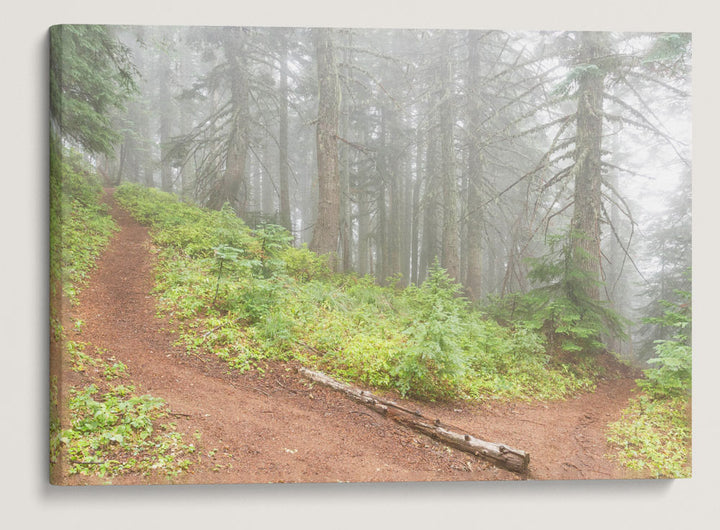 The Switchback, Carpenter Mountain Trail, HJ Andrews Forest, Oregon, USA