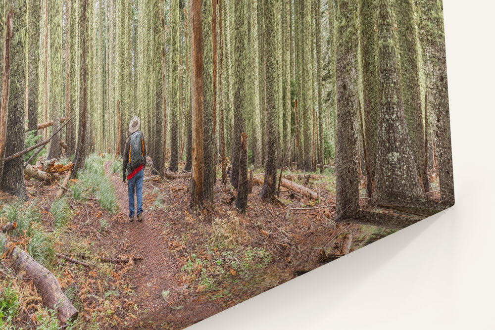 Carpenter Mountain Trail, HJ Andrews Forest, Oregon, USA