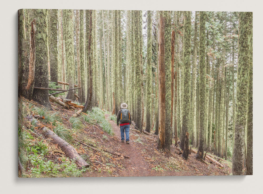 Carpenter Mountain Trail, HJ Andrews Forest, Oregon, USA