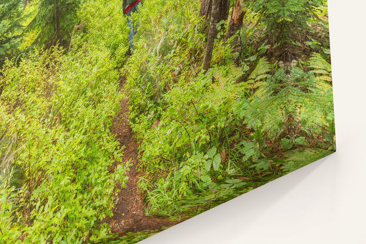 Thin-Leaf Huckleberry Dominates Lower Carpenter Mountain Trail, HJ Andrews Forest, Oregon, USA