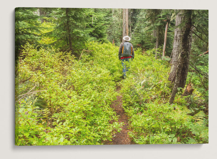 Thin-Leaf Huckleberry Dominates Lower Carpenter Mountain Trail, HJ Andrews Forest, Oregon, USA