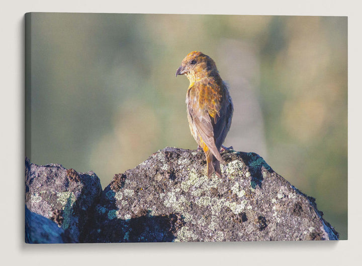 Red Crossbill, Carpenter Mountain Fire Lookout, HJ Andrews Forest, Oregon, USA