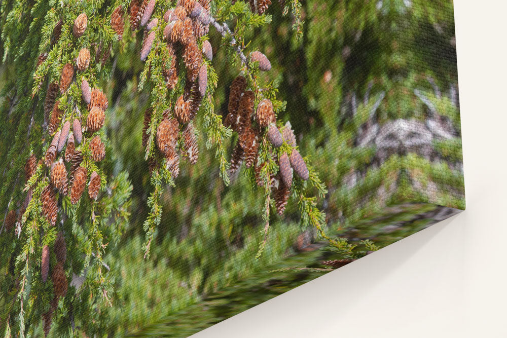 Mountain Hemlock, Carpenter Mountain, HJ Andrews Forest, Oregon