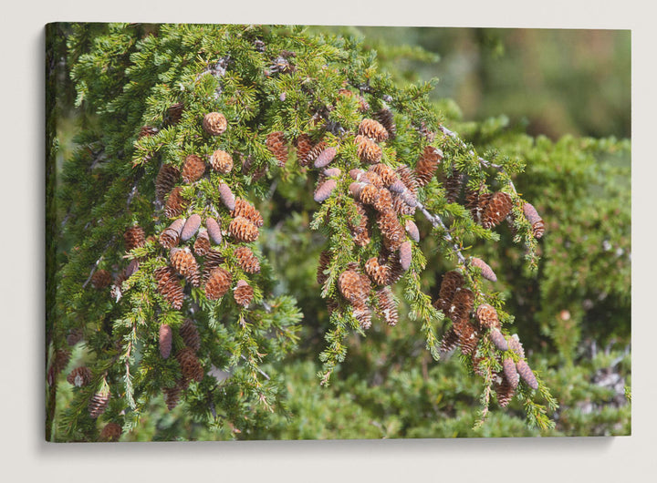 Mountain Hemlock, Carpenter Mountain, HJ Andrews Forest, Oregon