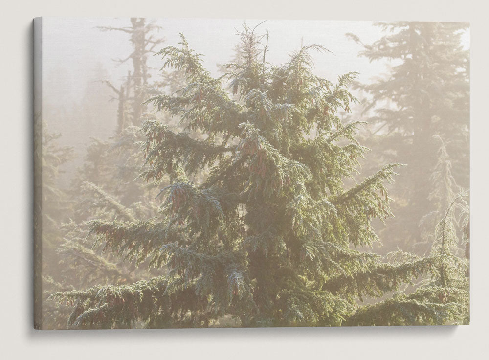 Mountain Hemlock From Carpenter Mountain Fire Lookout, HJ Andrews Forest, Oregon