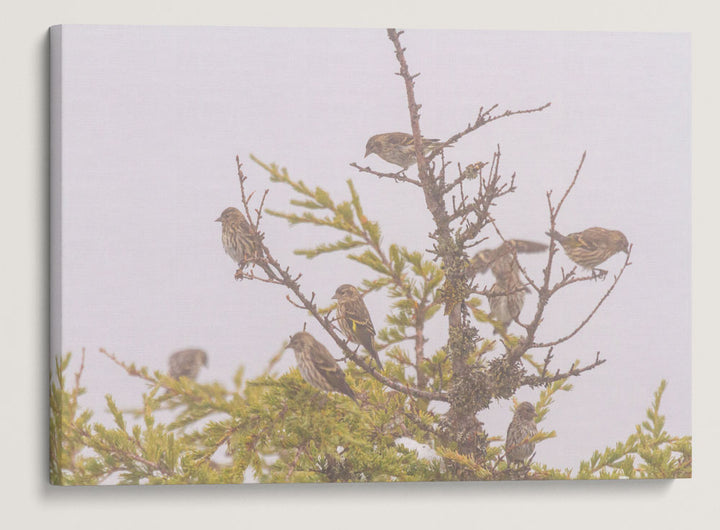 Pine Siskins in Mountain Hemlock, Carpenter Mountain, HJ Andrews Forest, Oregon