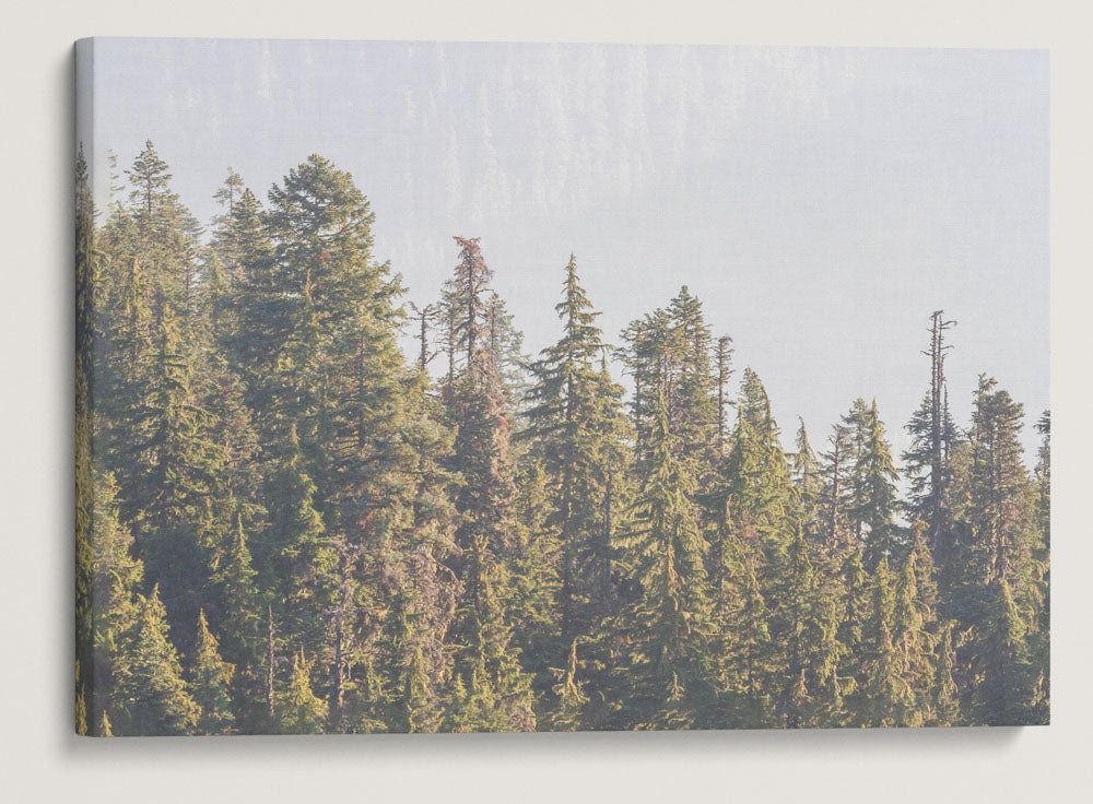 Forest and Heavy Wildfire Smoke, HJ Andrews Forest, Oregon, USA