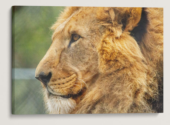 African Lion, Wild Animal Park, Winston, Oregon