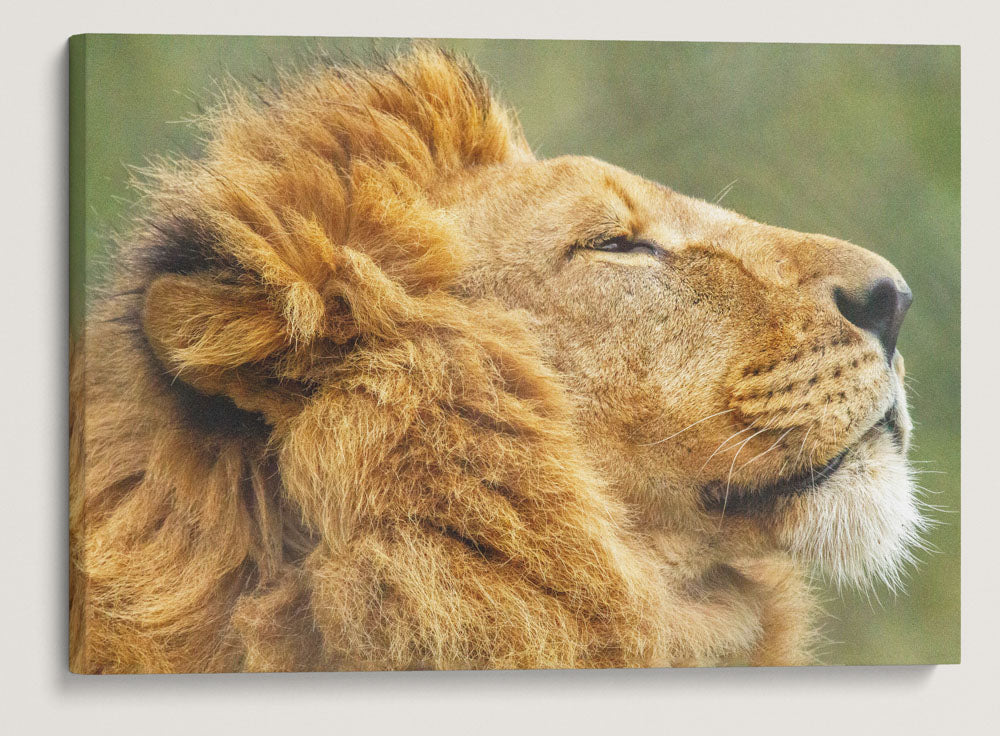 African Lion, Wild Animal Park, Winston, Oregon