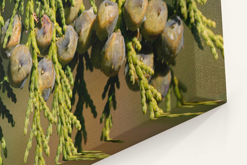 Alaska yellow cedar green cones and needles closeup, Oregon