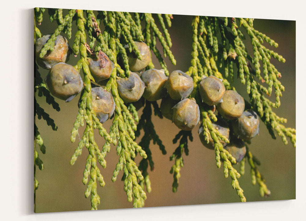 Alaska yellow cedar green cones and needles closeup, Oregon