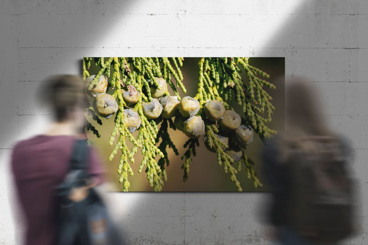 Alaska yellow cedar green cones and needles closeup, Oregon