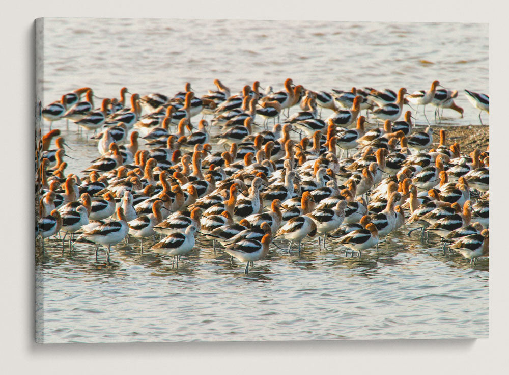 American Avocets flock, Don Nelson San Francisco Bay National Wildlife Refuge, California