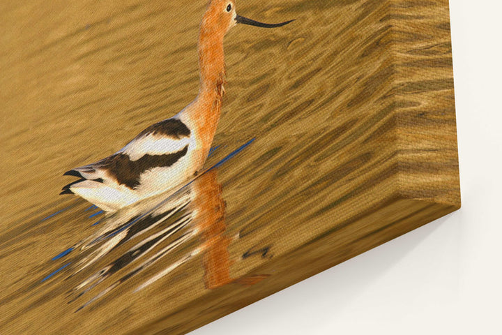 American Avocet, Tule Lake National Wildlife Refuge, California