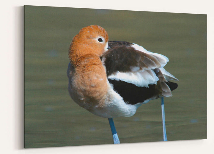 American Avocet Preening, Tule Lake National Wildlife Refuge, California