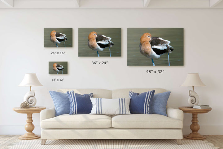 American Avocet Preening, Tule Lake National Wildlife Refuge, California