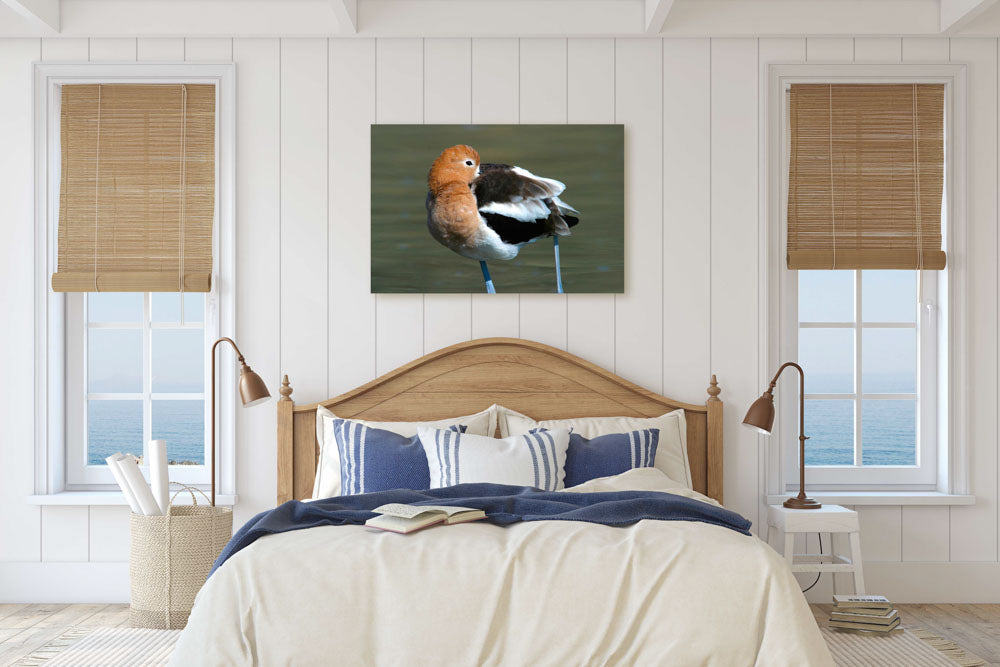 American Avocet Preening, Tule Lake National Wildlife Refuge, California