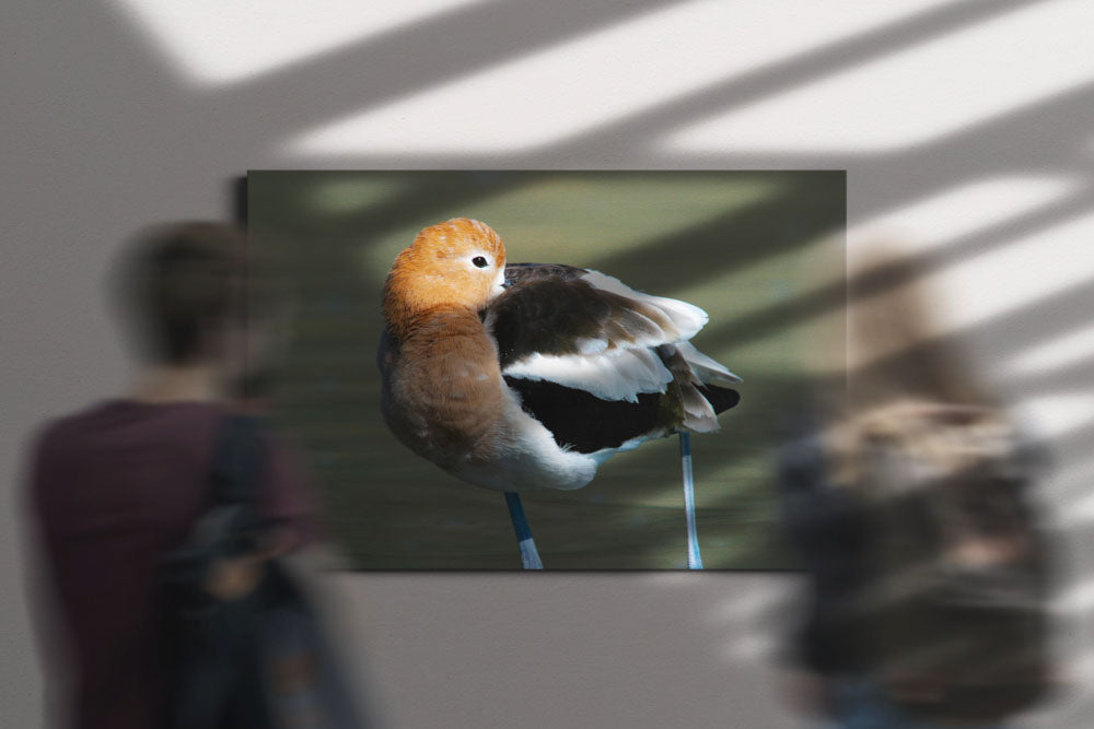 American Avocet Preening, Tule Lake National Wildlife Refuge, California