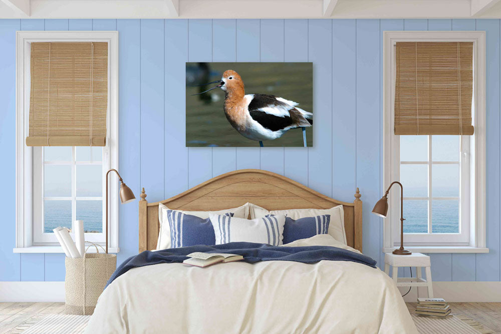 American Avocet Calling, Tule Lake National Wildlife Refuge, California