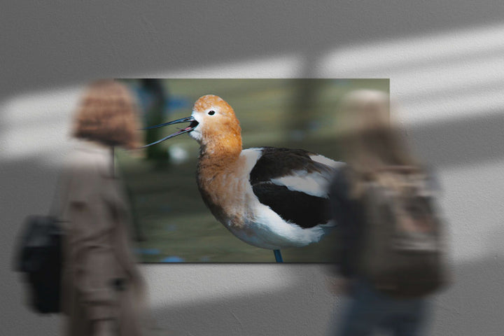 American Avocet Calling, Tule Lake National Wildlife Refuge, California