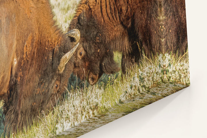 American Bison Sparring, American Prairie Reserve, Montana