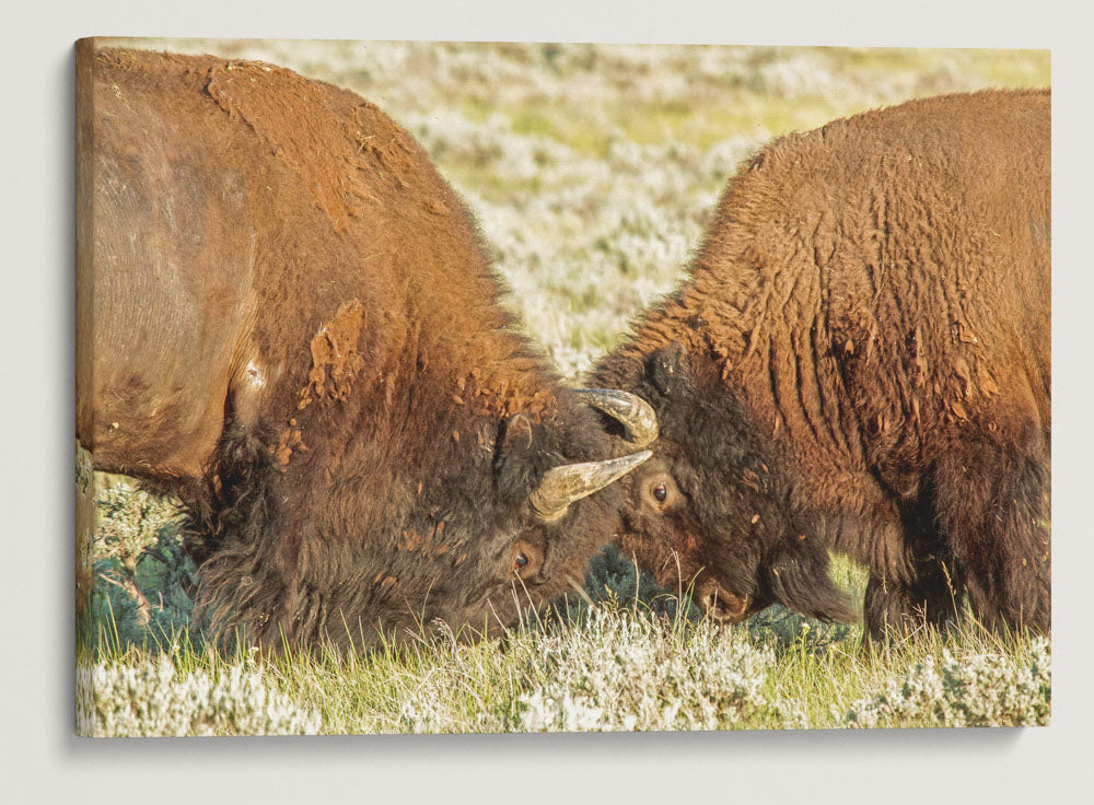 American Bison Sparring, American Prairie Reserve, Montana