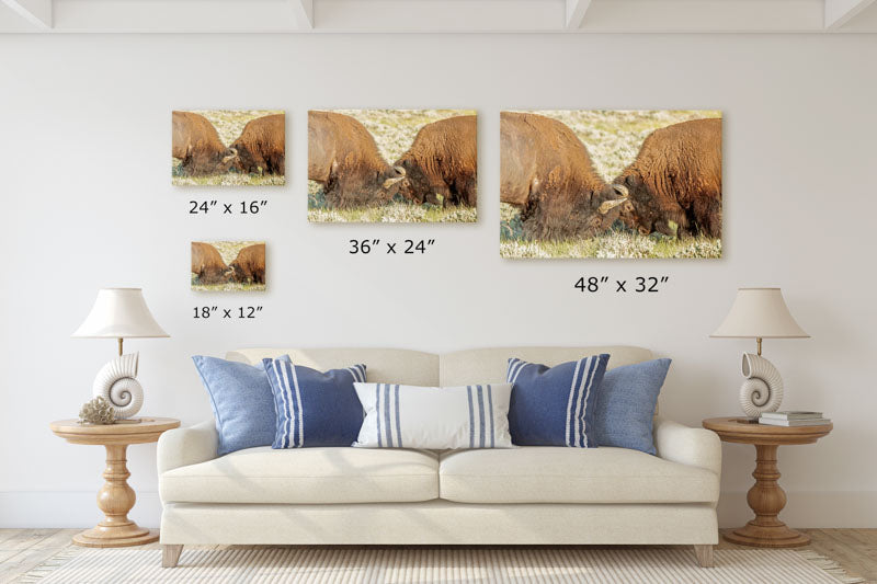 American Bison Sparring, American Prairie Reserve, Montana