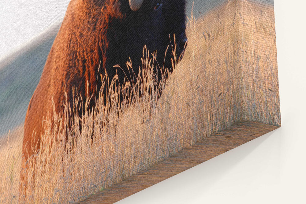 American bison, American Prairie Reserve, Montana