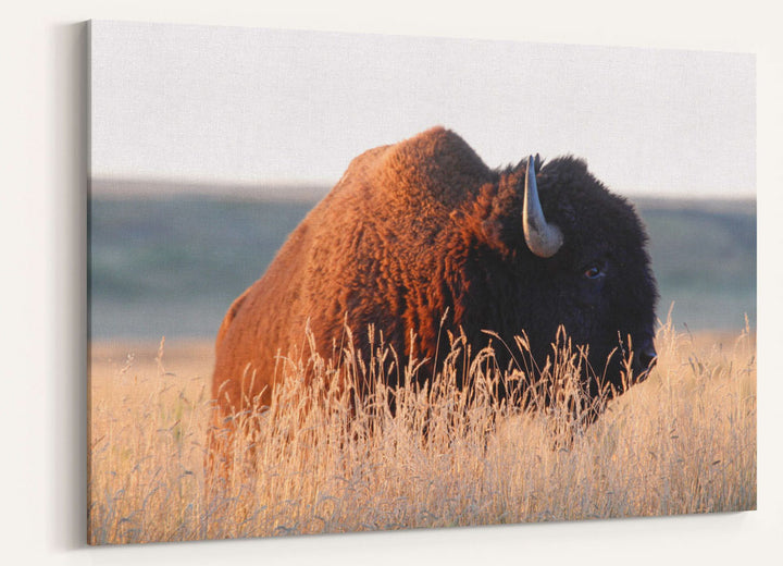 American bison, American Prairie Reserve, Montana