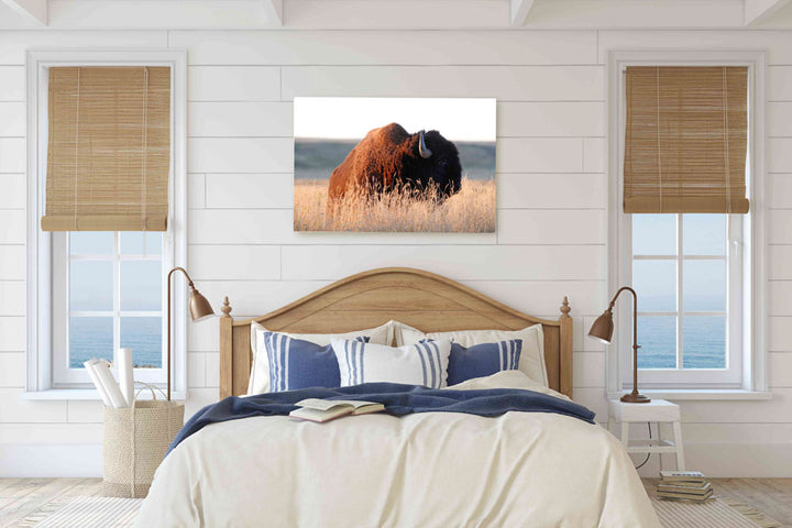 American bison, American Prairie Reserve, Montana