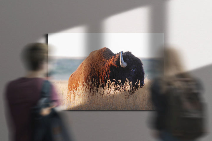 American bison, American Prairie Reserve, Montana