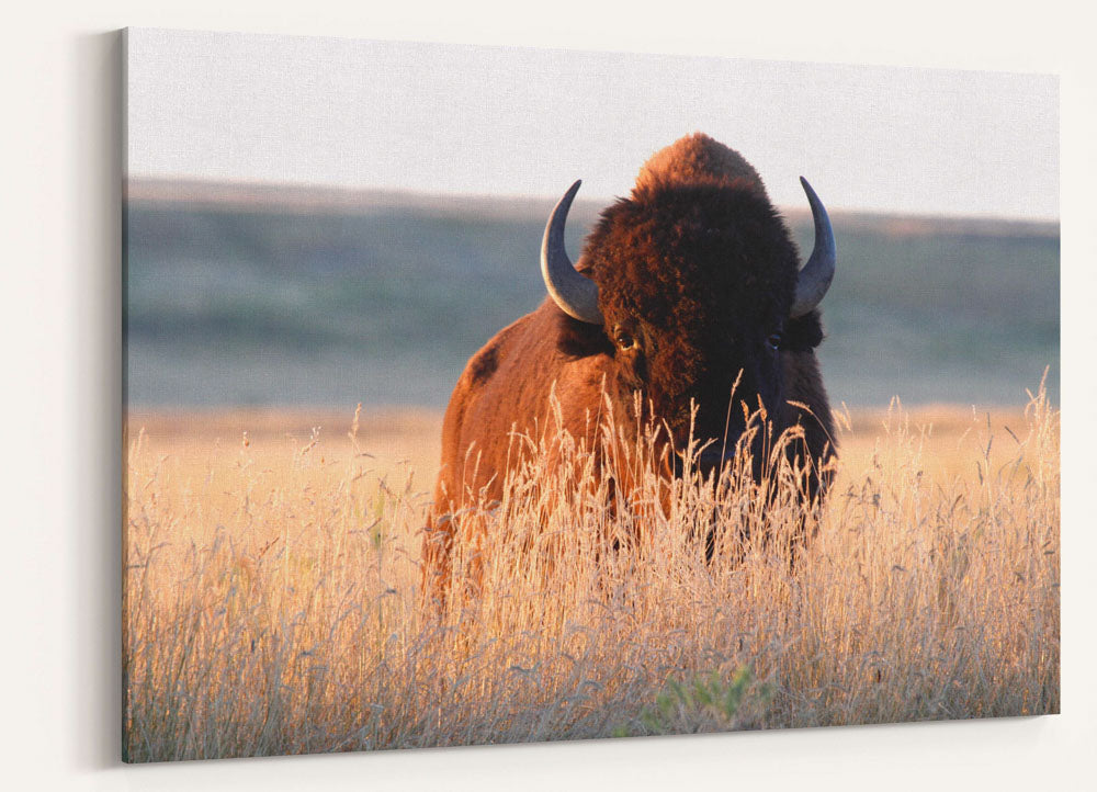 American Bison Bull on Prairie at Sunset, Montana