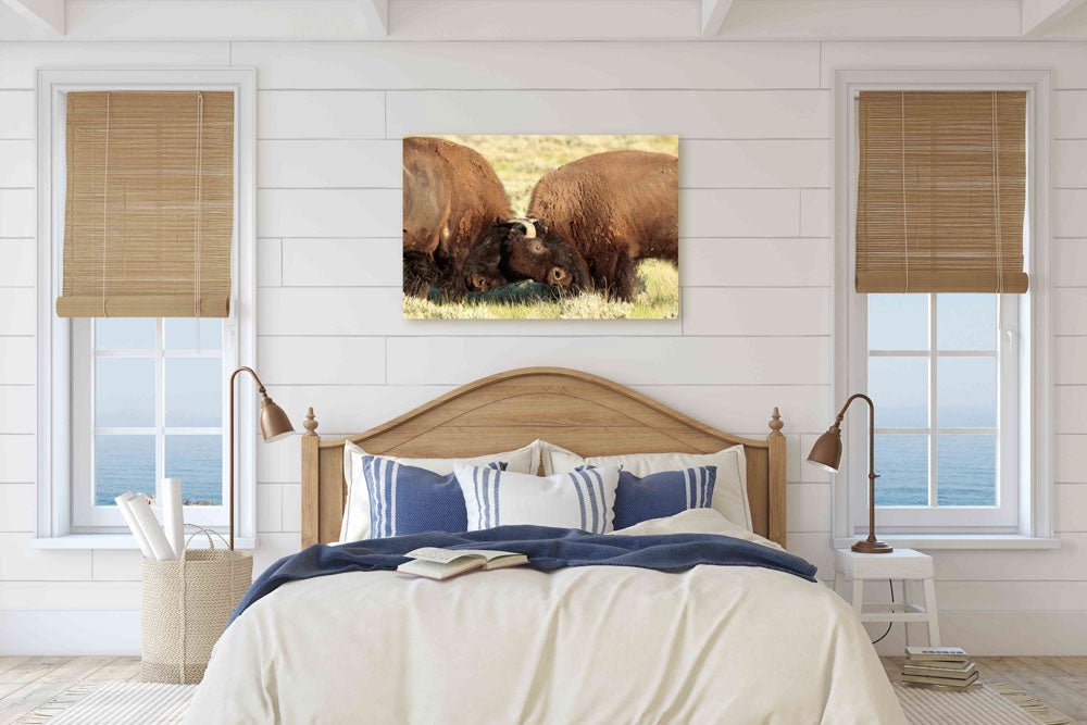 American bison, buffalo, American Prairie Reserve, Montana