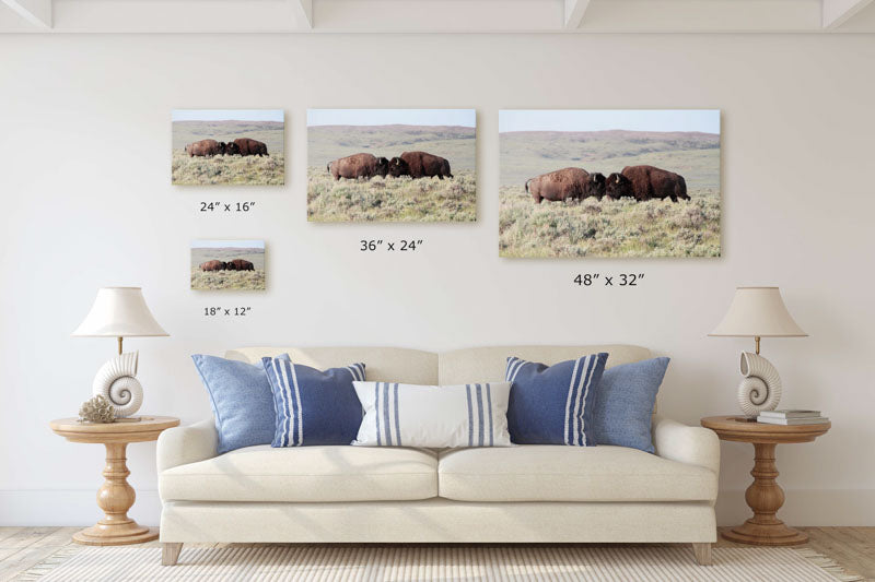 American bison bulls square off, American Prairie Reserve, Montana