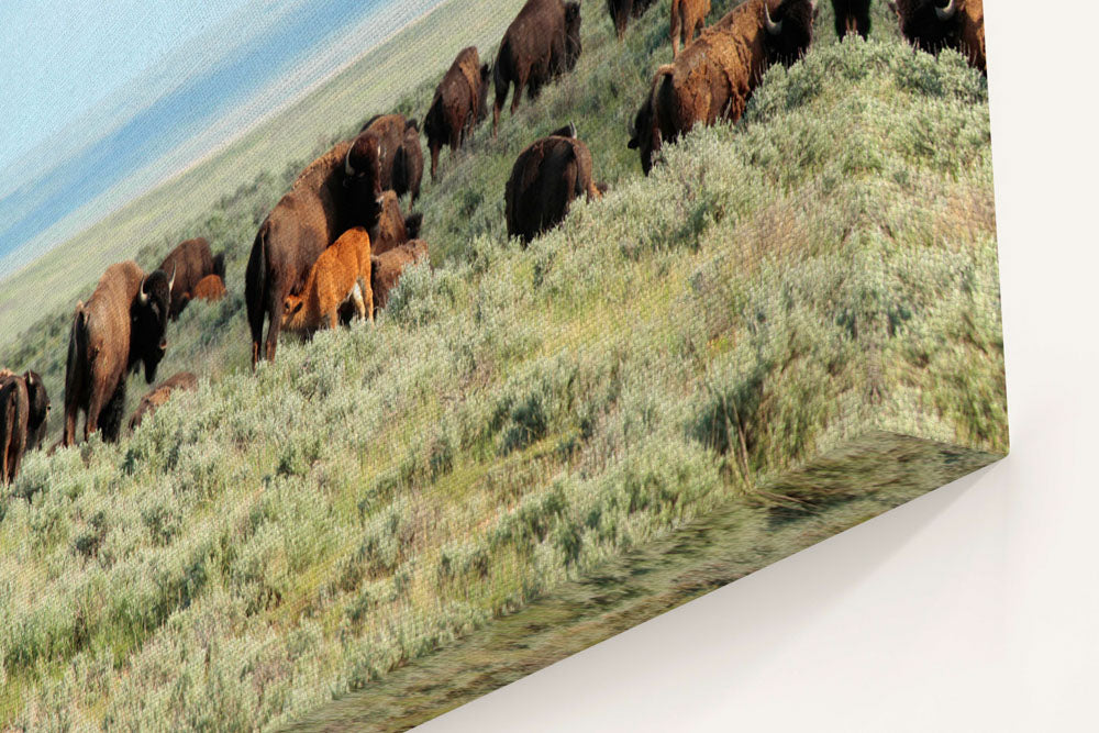 American bison herd, American Prairie Reserve, Montana