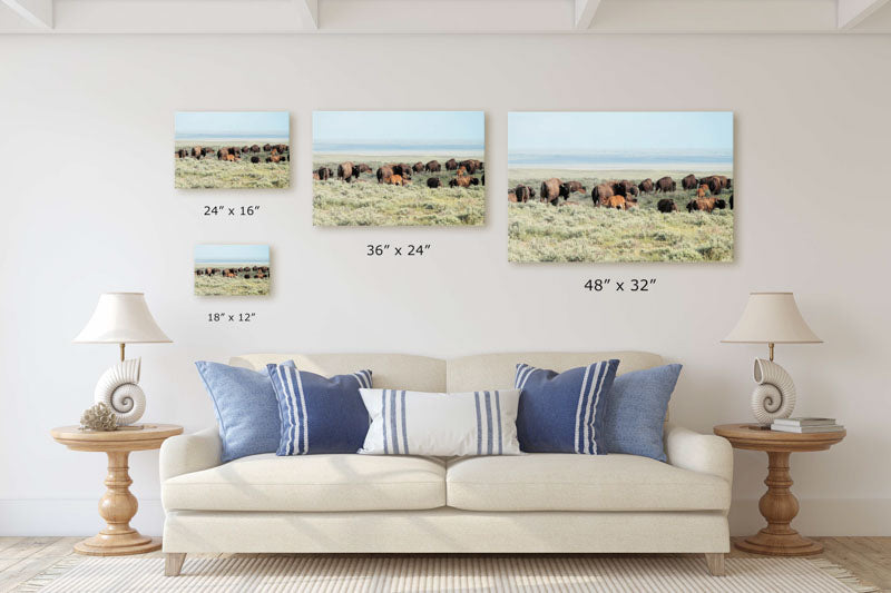 American bison herd, American Prairie Reserve, Montana