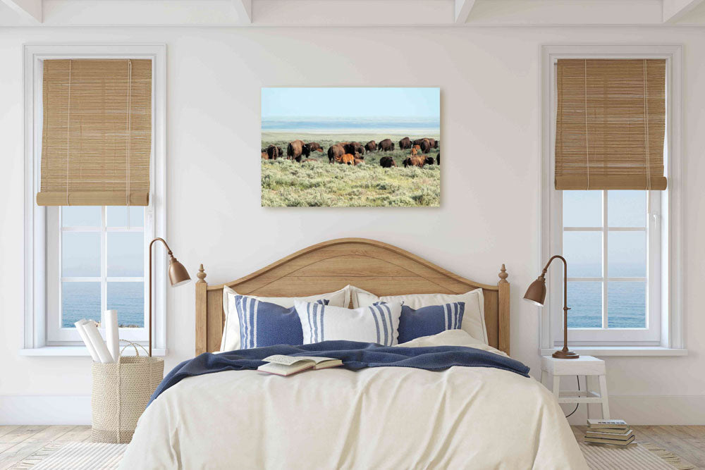 American bison herd, American Prairie Reserve, Montana