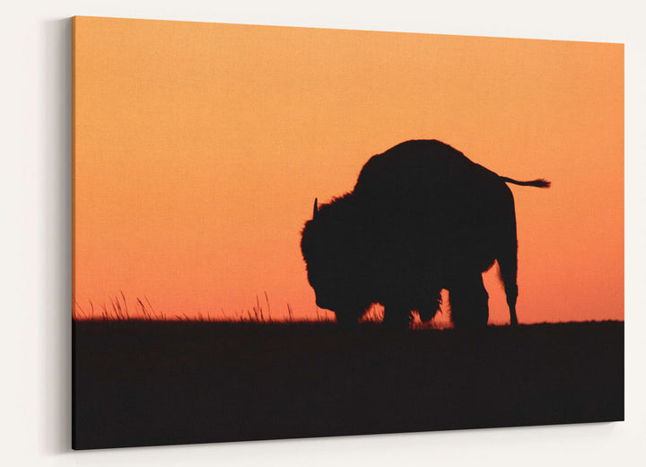 American bison silhouetted at Sunset, American Prairie Reserve, Montana