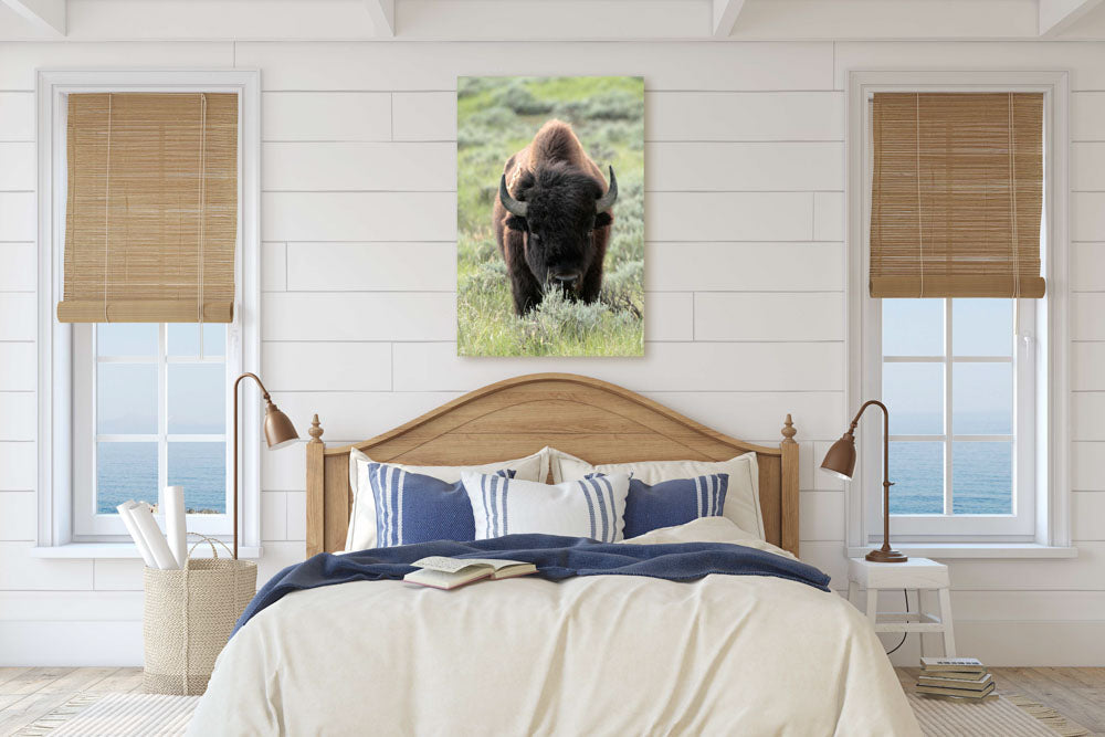 American Bison on Prairie, American Prairie Reserve, Montana