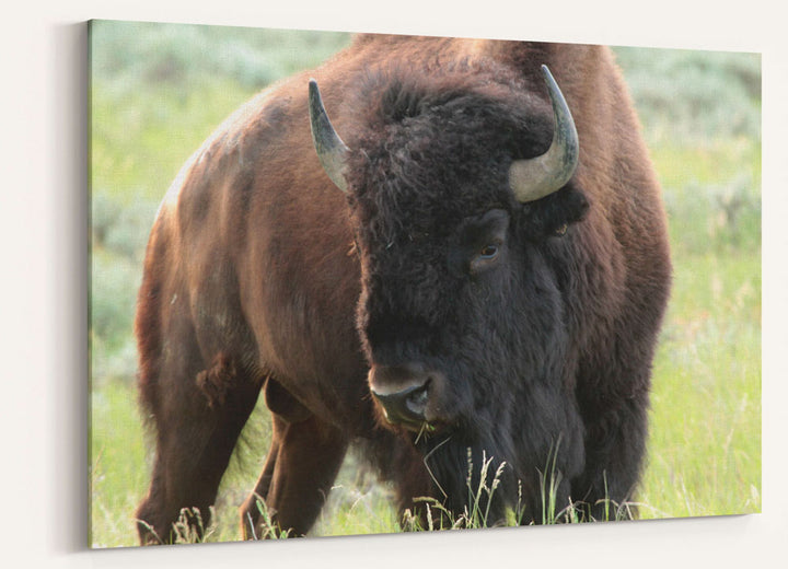 American Bison Bull on Eastern Montana Prairie