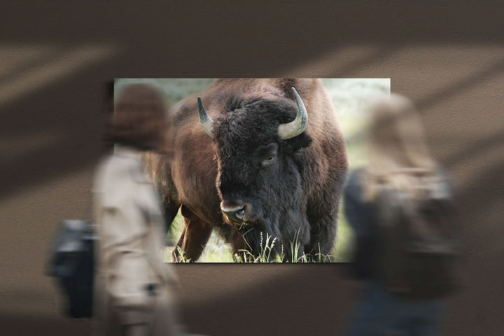 American Bison Bull on Eastern Montana Prairie