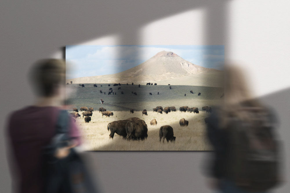 American bison, buttes and prairie, Wyoming