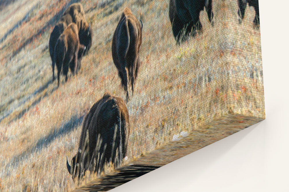 American Bison Herd, Custer State Park, South Dakota