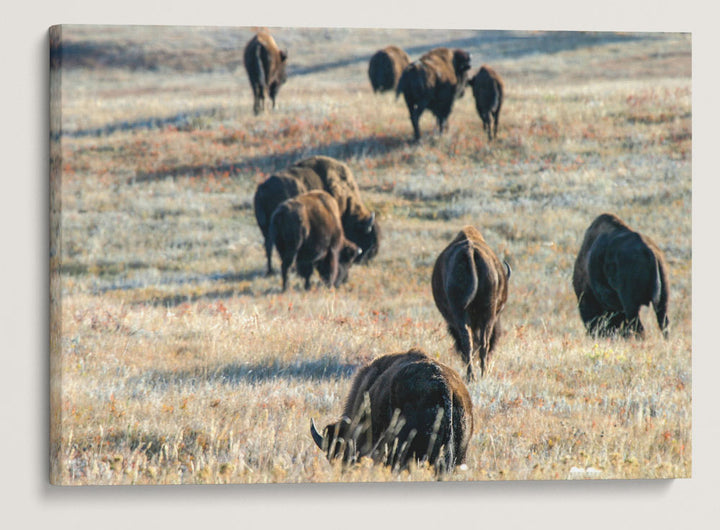 American Bison Herd, Custer State Park, South Dakota